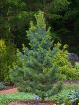 Сосна корейська Сілвераі (Pinus koraiensis Silveray) 02.003.384 фото