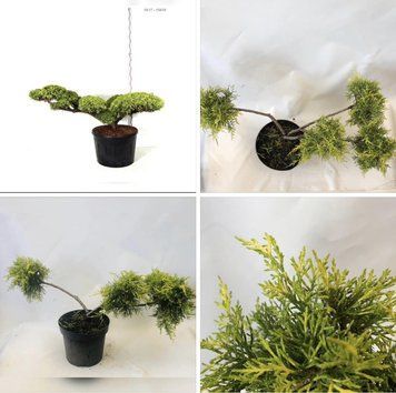 Ялівець середній Олд Голд К/бонсай (Juniperus media Old Gold) 02.009.199 фото