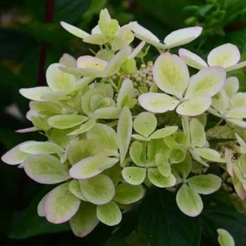 Гортензія волотиста Пастель Грін (Hydrangea paniculata Pastel Green) 01.034.062 фото