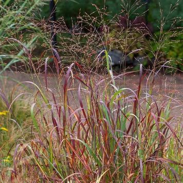 Просо прутоподібне 'Shenandoah'(Panicum virgatum Shenandoar) 03.038.003 фото