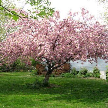 ВИШНЯ ДРІБНОПИЛЬЧАСТА 'КАНЗАН' (Prunus serrulata Kanzan) 01.013.027 фото