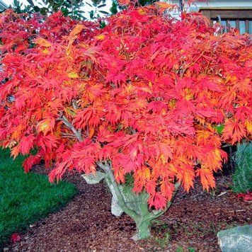 Клен японський Aconitifolium (Acer japonicum Aconitifolium) 01.001.104 фото