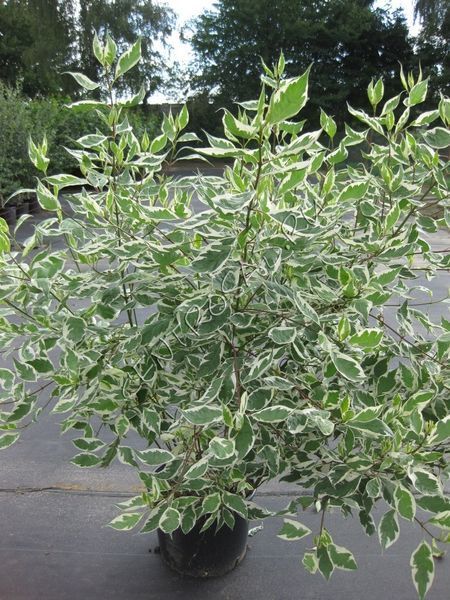 Дерен білий Елегантісіма (Cornus alba Elegantissima) 01.032.019 фото
