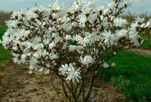 МАГНОЛІЯ ЗІРКОВА 'РОЯЛ СТАР' К (Magnolia stellata Royal Star C) 01.003.144 фото
