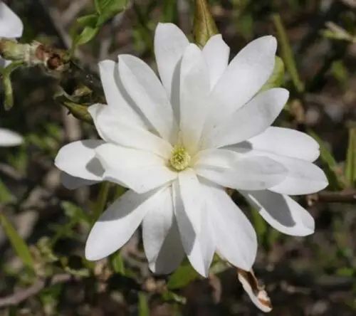 МАГНОЛІЯ ЗІРКОВА 'РОЯЛ СТАР' К (Magnolia stellata Royal Star C) 01.003.144 фото