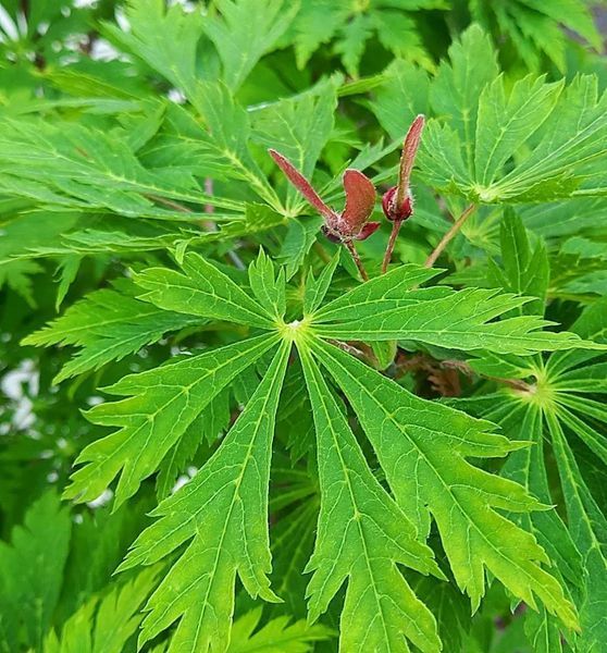 Клен японський Aconitifolium (Acer japonicum Aconitifolium) 01.001.104 фото