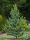Сосна корейська Сілвераі (Pinus koraiensis Silveray) 02.003.384 фото 1