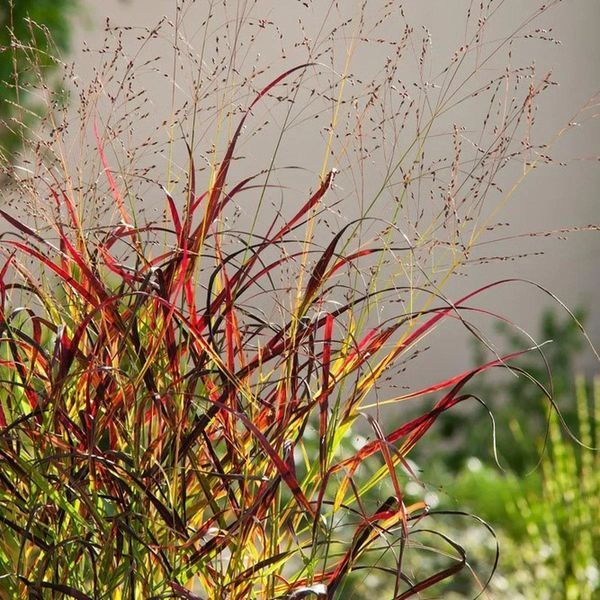 Просо прутоподібне 'Shenandoah'(Panicum virgatum Shenandoar) 03.038.003 фото