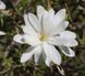 МАГНОЛІЯ ЗІРКОВА 'РОЯЛ СТАР' К (Magnolia stellata Royal Star C) 01.003.144 фото 3