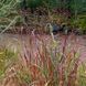 Просо прутоподібне 'Shenandoah'(Panicum virgatum Shenandoar) 03.038.003 фото 1
