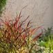Просо прутоподібне 'Shenandoah'(Panicum virgatum Shenandoar) 03.038.003 фото 2