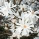 МАГНОЛІЯ ЗІРКОВА 'РОЯЛ СТАР' К (Magnolia stellata Royal Star C) 01.003.144 фото 1