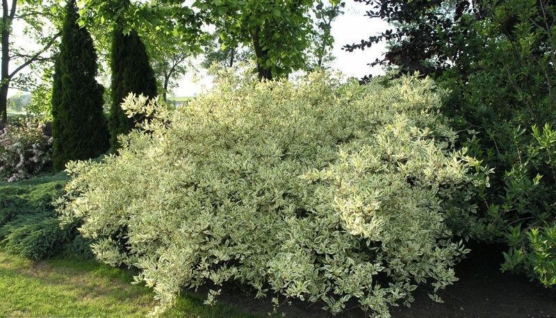 Дерен білий Елегантісіма (Cornus alba Elegantissima) 01.032.019 фото