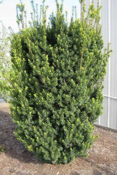 Тис середній Хіксі (Taxus media Hicksii) 02.004.151 фото