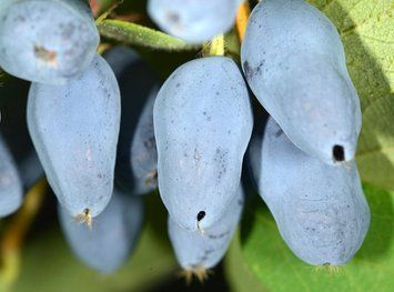 Жимолость їстівна (Lonicera edulis) 01.04.020 фото