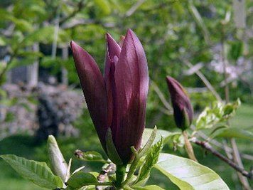 Магнолія Блек Б'юті (Magnolia Black Beauty) 01.003.083 фото
