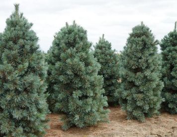Сосна корейська Сілвераі (Pinus koraiensis Silveray) 02.003.244 фото