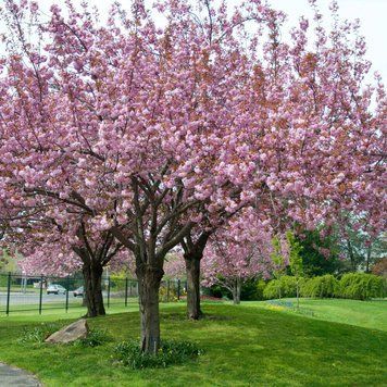 ВИШНЯ ДРІБНОПИЛЬЧАСТА 'КАНЗАН'(Prunus serrulata Kanzan) 01.013.003 фото