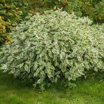 Дерен білий Елегантісіма (Cornus alba Elegantissima) 01.032.026 фото