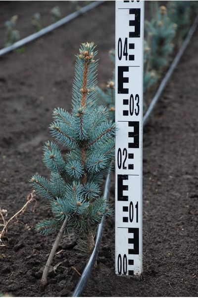 Ялина колюча Хупсi (Picea pungens Hoopsii) 02.002.125 фото