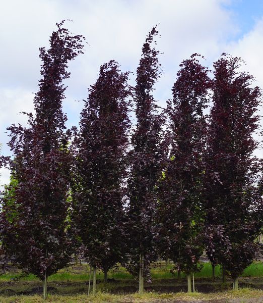 Бук лісовий Пурпл Фонтейн (Fagus sylvatica Purple Fontaine) 01.009.007 фото