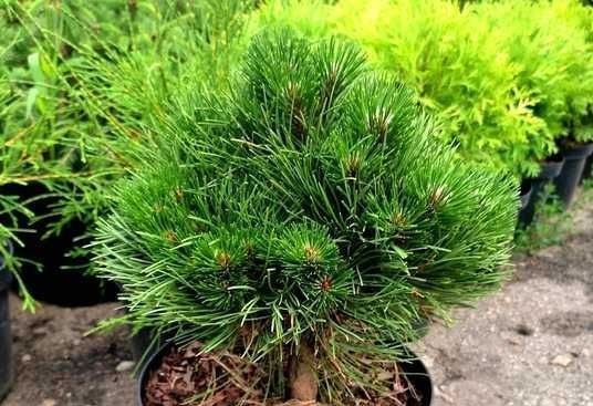 Сосна чорна Black Prince (Pinus nigra Black Prince) 02.003.229 фото