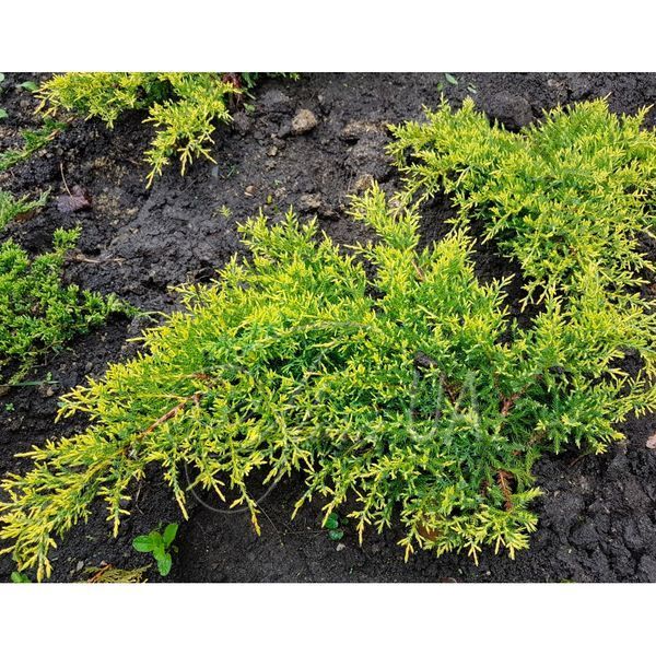 Ялівець середній Олд Голд (Juniperus media Old Gold) 02.009.094 фото