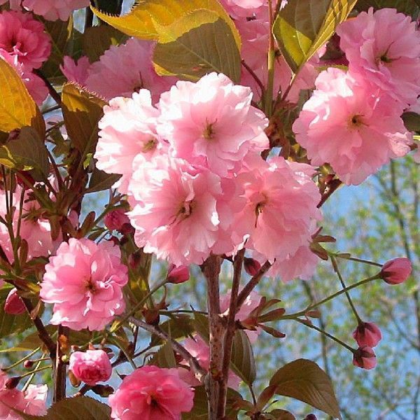 ВИШНЯ ДРІБНОПИЛЬЧАСТА 'КАНЗАН'(Prunus serrulata Kanzan) 01.013.003 фото