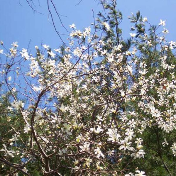 МАГНОЛІЯ ЗІРКОВА 'РОЯЛ СТАР' (Magnolia stellata Royal Star) 01.003.150 фото