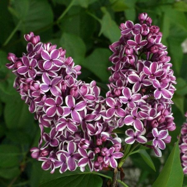 Бузок звичайний Сенсація (Syringa vulgaris Sensation) 01.052.015 фото