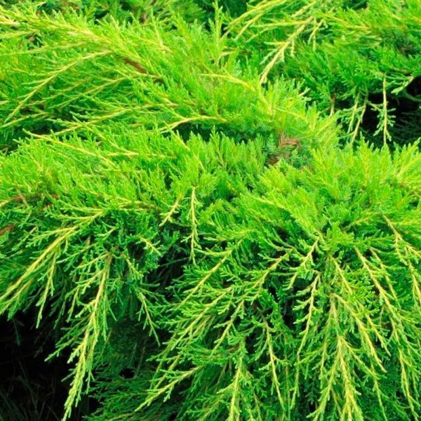 Ялівець середній Олд Голд (Juniperus media Old Gold) 02.009.094 фото