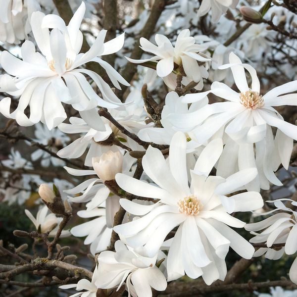 МАГНОЛІЯ ЗІРКОВА 'РОЯЛ СТАР' (Magnolia stellata Royal Star) 01.003.150 фото