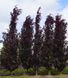 Бук лісовий Пурпл Фонтейн (Fagus sylvatica Purple Fontaine) 01.009.007 фото 3