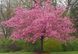 ВИШНЯ ДРІБНОПИЛЬЧАСТА 'КАНЗАН'(Prunus serrulata Kanzan) 01.013.003 фото 2