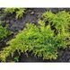 Ялівець середній Олд Голд (Juniperus media Old Gold) 02.009.094 фото 3