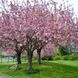 ВИШНЯ ДРІБНОПИЛЬЧАСТА 'КАНЗАН'(Prunus serrulata Kanzan) 01.013.003 фото 1