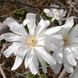 МАГНОЛІЯ ЗІРКОВА 'РОЯЛ СТАР' (Magnolia stellata Royal Star) 01.003.150 фото 1