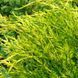 Ялівець середній Олд Голд (Juniperus media Old Gold) 02.009.094 фото 1