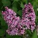 Бузок звичайний Сенсація (Syringa vulgaris Sensation) 01.052.015 фото 2