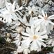 МАГНОЛІЯ ЗІРКОВА 'РОЯЛ СТАР' (Magnolia stellata Royal Star) 01.003.150 фото 3