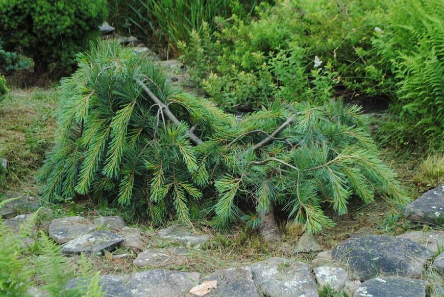 Сосна веймутова Ніагара Фолс (Pinus strobus Niagara Falls) 02.003.020 фото