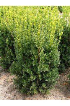 Тис середній Хіксі (Taxus media Hicksii) 02.004.056 фото