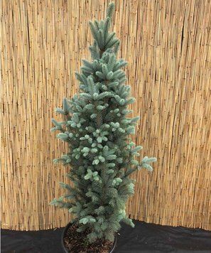 Ялина колюча Iзелi Фастiгiата К (Picea pungens Iseli Fastigiata C) 02.002.109 фото