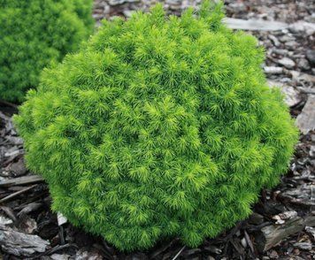 ЯЛИНА КАНАДСЬКА 'АЛЬБЕРТА ГЛОУБ' (Picea glauca Alberta Globe) 02.002.034 фото