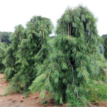 Сосна веймутова Пендула (Pinus strobus Pendula) 02.003.014 фото