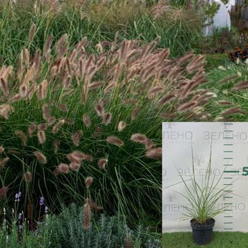 Пенісетум лисохвостовий 'Autumn Magic' (Pennisetum alopecuroides Autum Magic) 03.013.021 фото