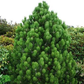 СОСНА БІЛОКОРА К (Pinus leucodermis C) 02.003.302 фото
