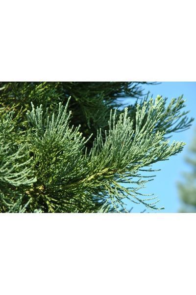 Мамонтове дерево велетенське (Sequoiadendron giganteum) 02.0015.014 фото