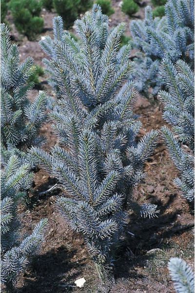 Ялина колюча Iзелi Фастiгiата К (Picea pungens Iseli Fastigiata C) 02.002.109 фото
