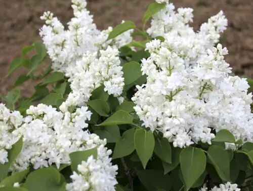 Бузок звичайний білий (Syringa White) 01.052.017 фото